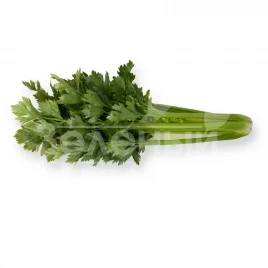 Семена сельдерея Артур / Artur,110 дней купить оптом и в розницу в Украине по выгодной цене