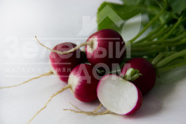 Насіння редису Ніколь F1 / Nicol F1 (Стандарт +), 23-25 днів купити оптом і в роздріб в Україні за вигідною ціною