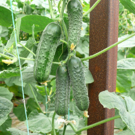 Насіння огірків ЗКИ-104 F1 / ZKI-104 F1,42 дні купити оптом і в роздріб в Україні за вигідною ціною