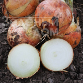 Цибуля ріпчаста Фенікс F1 / Phenix F1, 85-90 днів купити оптом і в роздріб в Україні за вигідною ціною