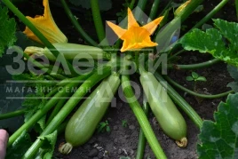 Семена кабачков ТС 21-0042 F1 / TS 21-0042 F1 купить оптом и в розницу в Украине по выгодной цене