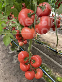 Насіння томатів Зухраза F1 / Zuhrasa F1 купити оптом і в роздріб в Україні за вигідною ціною