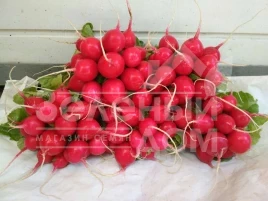 Семена редиса Редо / Redo, 24-26 дней купить оптом и в розницу в Украине по выгодной цене