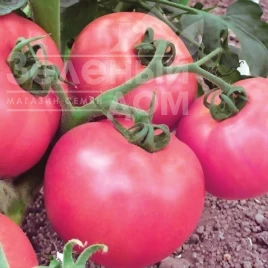 Семена томатов Микадо розовый / Mikado rozovyy, 105-110 дней купить оптом и в розницу в Украине по выгодной цене