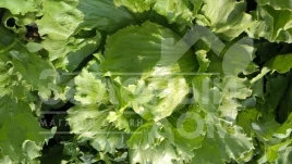 Семена салата Глендана / Glendana купить оптом и в розницу в Украине по выгодной цене