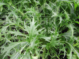 Насіння салату Мізуна зелена / Mizuno green купити оптом і в роздріб в Україні за вигідною ціною