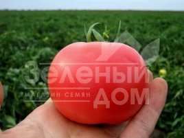 Семена томатов Пинк Буш F1 / Pink Bush F1,95-100 дней купить оптом и в розницу в Украине по выгодной цене