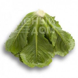 Насіння салату Крунчіта / Crunchita купити оптом і в роздріб в Україні за вигідною ціною