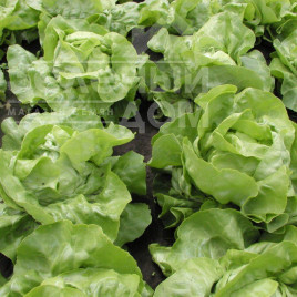 Насіння салату Маршал / Marshal купити оптом і в роздріб в Україні за вигідною ціною
