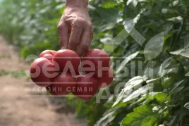 Семена томатов Афен F1 / Afen F1,70 дней купить оптом и в розницу в Украине по выгодной цене