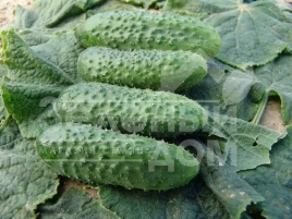 Семена огурцов Алгамбра F1 / Algambra F1 купить оптом и в розницу в Украине по выгодной цене