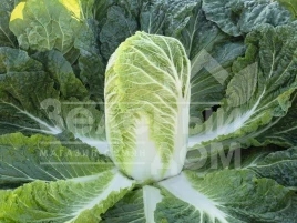 Семена капусты пекинской Базуко F1 / Bazuko F1,70-75 дней купить оптом и в розницу в Украине по выгодной цене