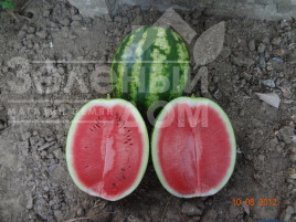 Насіння кавуна Кримсон Світ / Crimson Sweet, 80-85 днів купити оптом і в роздріб в Україні за вигідною ціною