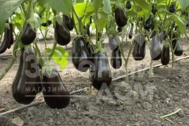 Семена баклажана Эпик F1 / Epic F1,60-65 дней купить оптом и в розницу в Украине по выгодной цене