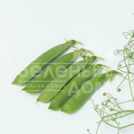 Семена гороха Идалго / Idalgo  купить оптом и в розницу в Украине по выгодной цене