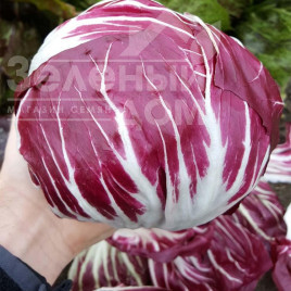 Насіння салату Леонардо / Leonardo,81 день купити оптом і в роздріб в Україні за вигідною ціною