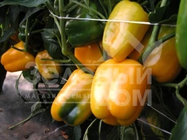 Семена сладкого перца Мистери / Mistery купить оптом и в розницу в Украине по выгодной цене