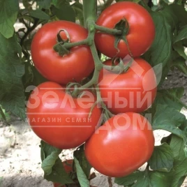 Семена томатов Диаграмма F1 / Diagramma F1,100-105 дней купить оптом и в розницу в Украине по выгодной цене