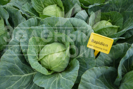 Насіння капусти білокачанної Рапідіон F1 / Rapidion F1,45-50 днів купити оптом і в роздріб в Україні за вигідною ціною