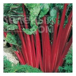 Семена свеклы Мангольд / Mangold  купить оптом и в розницу в Украине по выгодной цене