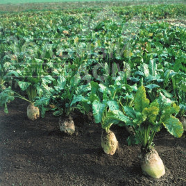 Насіння буряка Центаур / Centaur купити оптом і в роздріб в Україні за вигідною ціною