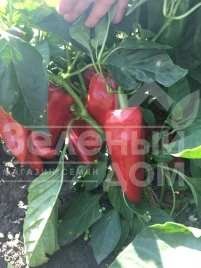 Семена сладкого перца Портека F1 / Porteca F1,70-75 дней купить оптом и в розницу в Украине по выгодной цене