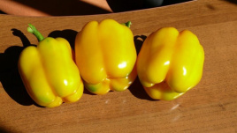 Насіння солодкого перцю Віват F1 / Vivat F1,75 днів купити оптом і в роздріб в Україні за вигідною ціною