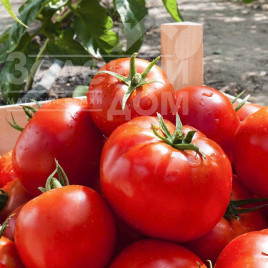 Насіння томатів Тропікал Джем F1 / Tropical Gem F1,70-75 днів купити оптом і в роздріб в Україні за вигідною ціною