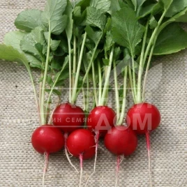 Семена редиса Теко / Teko,20-25 дней купить оптом и в розницу в Украине по выгодной цене