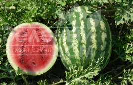 Насіння кавуна Нептун F1 / Neptun F1,70-75 днів купити оптом і в роздріб в Україні за вигідною ціною