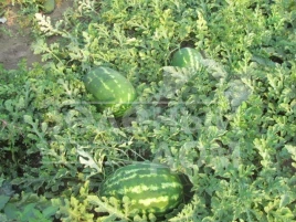 Семена арбуза Хантер (LS 1812) F1 / Hanter (LS 1812) F1 купить оптом и в розницу в Украине по выгодной цене