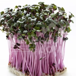 Семена микрогрин Микрогрин Мизуна красная / Microgreen Mizuna red  купить оптом и в розницу в Украине по выгодной цене