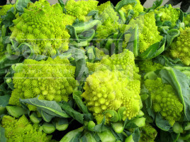 Насіння капусти романеско Джитано F1 / Gitano F1,90-95 днів купити оптом і в роздріб в Україні за вигідною ціною