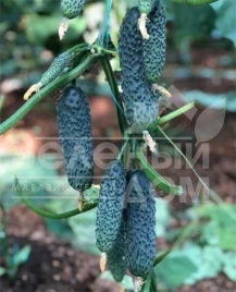 Семена огурцов Милисимо F1 / Milisimo F1 купить оптом и в розницу в Украине по выгодной цене