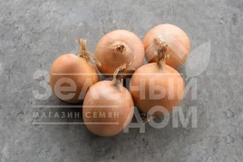 Лук репчатый Тамара F1 / Tamara F1,108 дней купить оптом и в розницу в Украине по выгодной цене