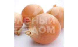 Цибуля ріпчаста Вінтерія / Vinteriya,260-280 днів купити оптом і в роздріб в Україні за вигідною ціною