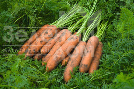 Насіння моркви Ньюкасл F1 / Newcastle F1,110 днів купити оптом і в роздріб в Україні за вигідною ціною