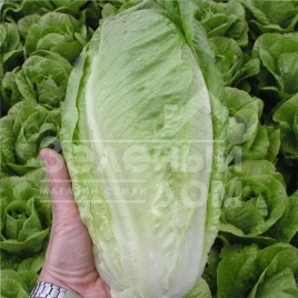 Семена салата Гелбус / Gelbus купить оптом и в розницу в Украине по выгодной цене