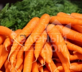 Семена моркови Брилианс F1 / Brilians F1,130 дней купить оптом и в розницу в Украине по выгодной цене