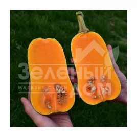 Семена тыквы Винес F1 / Veenas F1,85-100 дней купить оптом и в розницу в Украине по выгодной цене