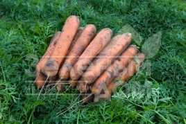 Семена моркови Номинатор F1 / Nominator F1,96 дней купить оптом и в розницу в Украине по выгодной цене