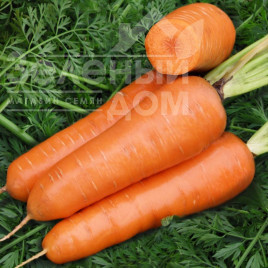 Насіння моркви Шантане Ред Кор / Shantaney Red Core,120-125 днів купити оптом і в роздріб в Україні за вигідною ціною
