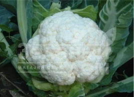 Семена капусты цветной Сноубол / Snowball,80 - 85 дней купить оптом и в розницу в Украине по выгодной цене