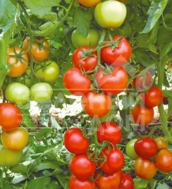 Семена томатов Анталия F1 / Antalia F1,95-100 дней купить оптом и в розницу в Украине по выгодной цене