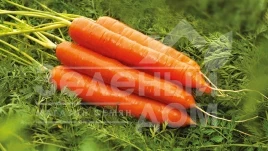 Семена моркови Колтан F1 / Coltan F1 купить оптом и в розницу в Украине по выгодной цене