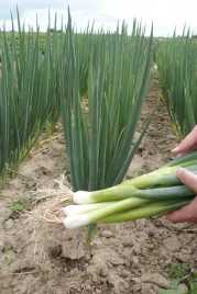 Лук на перо Энтита / Entita купить оптом и в розницу в Украине по выгодной цене