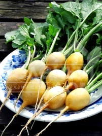 Семена редиса Злата / Zlata купить оптом и в розницу в Украине по выгодной цене