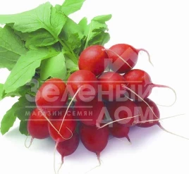 Семена редиса Рондил / Rondeel,35-40 дней купить оптом и в розницу в Украине по выгодной цене