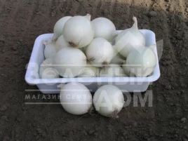 Лук репчатый Комета F1 / Cometa F1,115-120 дней купить оптом и в розницу в Украине по выгодной цене