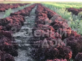 Семена салата Бахус / Bacchus купить оптом и в розницу в Украине по выгодной цене